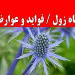 معرفی گیاهی برای خرد کردن سنگ کلیه و پاک‌سازی کبد