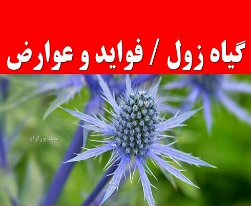 معرفی گیاهی برای خرد کردن سنگ کلیه و پاک‌سازی کبد